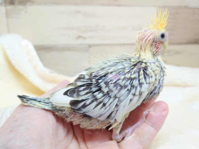 オカメインコ