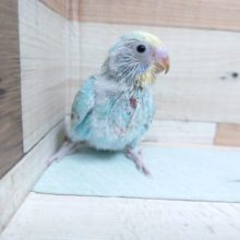 ドヤ顔がｽﾃｷです☆　セキセイインコ　パステルカラーレインボー♪