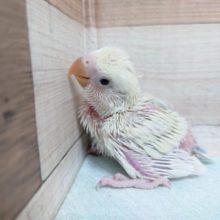 クリームみたいなシナモンカラー　コザクラインコ　オーストラリアンシナモン～～