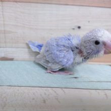アゴ下掻いてもらうのが好きです！　セキセイインコ　ライラック～～
