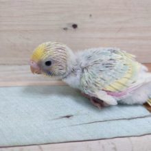 美！ｷﾚｲなパステルです♪♪　セキセイインコ　パステルレインボーです☆