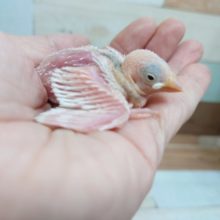 ちっこいね。。。ちびっコ文鳥～　白文鳥です！！