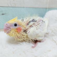 オカメちゃん☆　レアカラーのヘビーパイドです～～