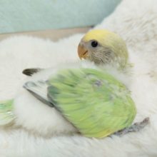 美！かなりｷﾚｲなコザクラインコ☆　パステル～～