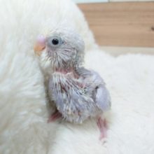 元気いっぱい！　セキセイインコ～　ライラックです☆