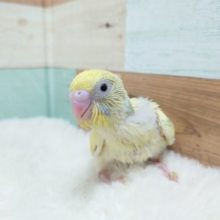 体で表現☆　セキセイインコ　パステルレインボーパイド～～～