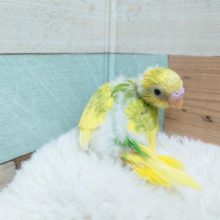 柑橘系のカラーです！　セキセイインコ　スパングルパイド～～　