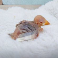 ｷﾚｲな赤目さんです！　シナモン文鳥～～～