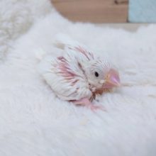 純白～～　真っ白ｷﾚｲな　白文鳥～～