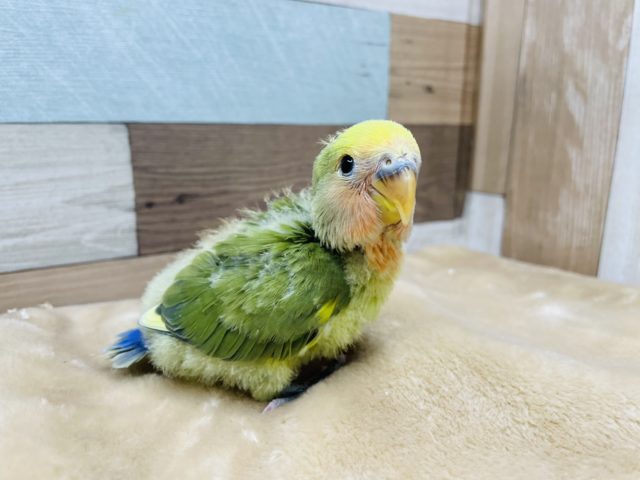 色鮮やかな可愛い仔！コザクラインコのヒナのタイガーチェリーオリーブカラー！