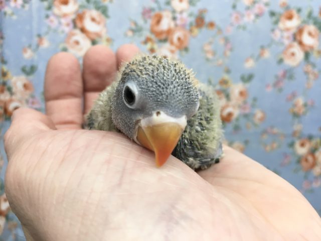 キエリクロボタンインコ　2021年9月生まれ