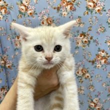 アクティブボーイ！ アメリカンショートヘアの男のコ　2021.10/14撮影