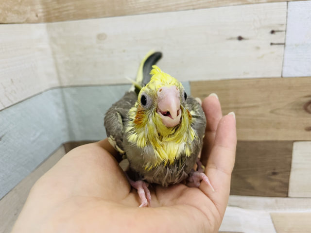 オカメインコ