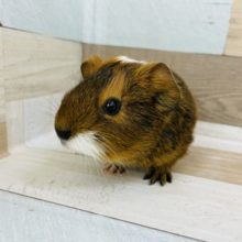 あのぉ…可愛すぎます♥イングリッシュモルモットさん！