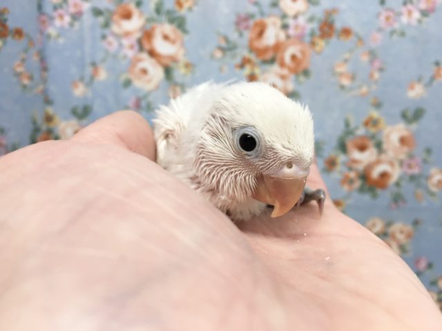 シロボタンインコ　2021年9月生まれ