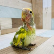 ベタ馴れの予感！？コザクラインコのヒナのタイガーチェリーカラー！