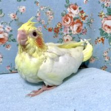 オカメインコ　ルチノー　１０月２日