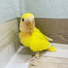 目を引く鮮やかさ★コザクラインコヒナ(ルチノーオパーリン)
