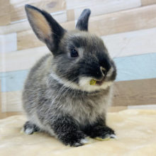 おやつ大好き♡むちむちネザーランドドワーフ