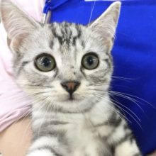 アメリカンショートヘアー(シルバータビー)男の子　2021年7月24日生まれ
