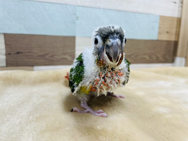 ワキコガネウロコインコ