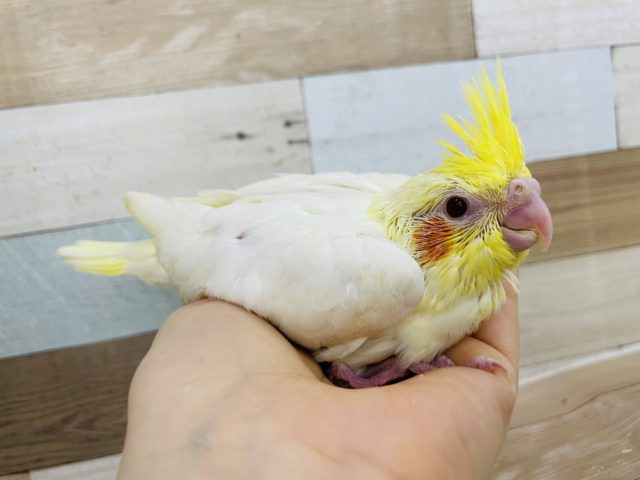 オカメインコ