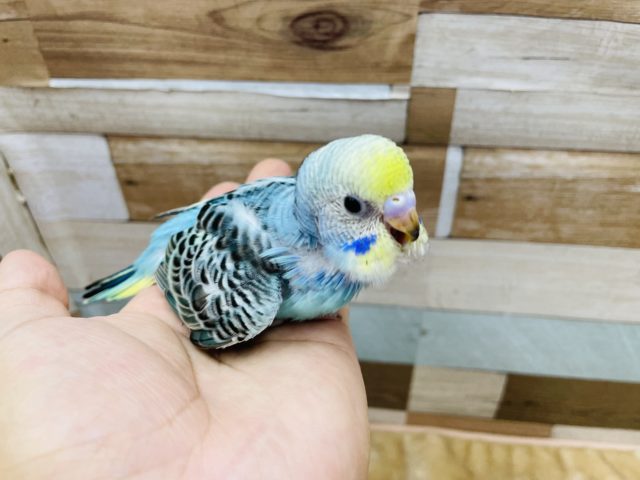 セキセイインコ