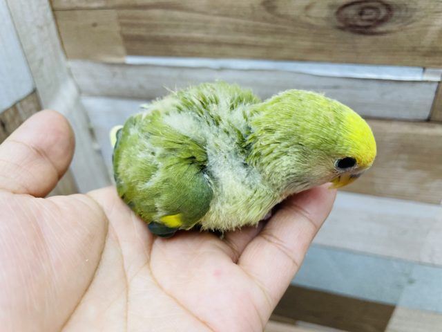 コザクラインコ（小桜インコ）