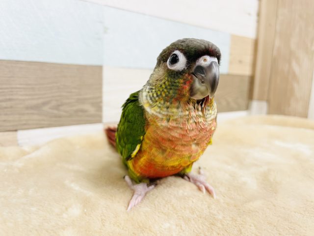 ワキコガネウロコインコ