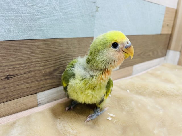 コザクラインコ（小桜インコ）