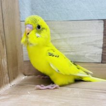 人気なインコさん！セキセイインコのヒナのハルクインカラー！