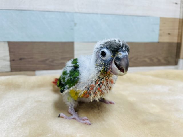 ワキコガネウロコインコ