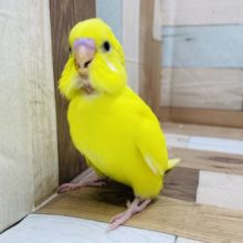 人気なインコさん！セキセイインコのヒナのハルクインカラー！