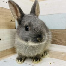 ムチムチボディ〜♪ネザーランドドワーフ(ブルーオター)