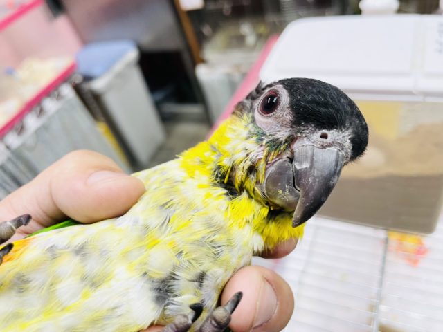 ズグロシロハラインコ