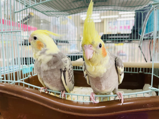 オカメインコ