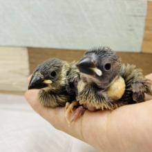 人気の桜文鳥やってきました〜