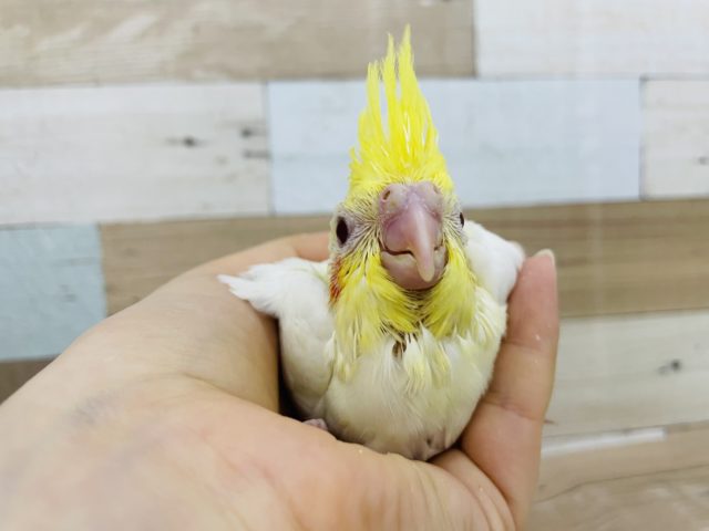 オカメインコ