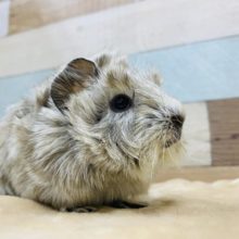 ぬいぐるみですか？クルクルが特徴の巻き毛モルモット♡