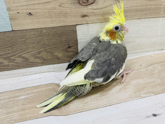 オカメインコ