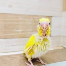 鮮やかな真っ黄色★セキセイインコヒナ(ダブルファクター)