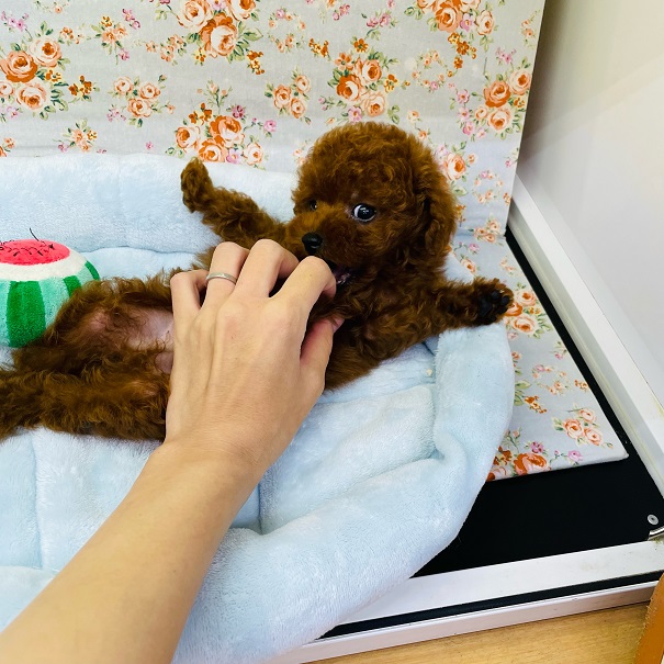 早い者勝ち!激かわトイプードルくんがきたよ☆ トイプードル