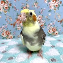 手乗りオカメインコ　パイド　10月12日