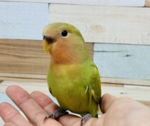 ちょっと珍しいですねっ♪　コザクラインコ　スパングル～～
