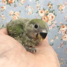 小桜インコ(ノーマル)  2021年9月生まれ