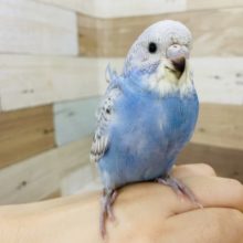 ドヤ顔★ちょいと羽衣セキセイインコヒナ(スパングル)