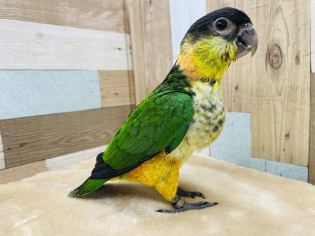 ズグロシロハラインコ