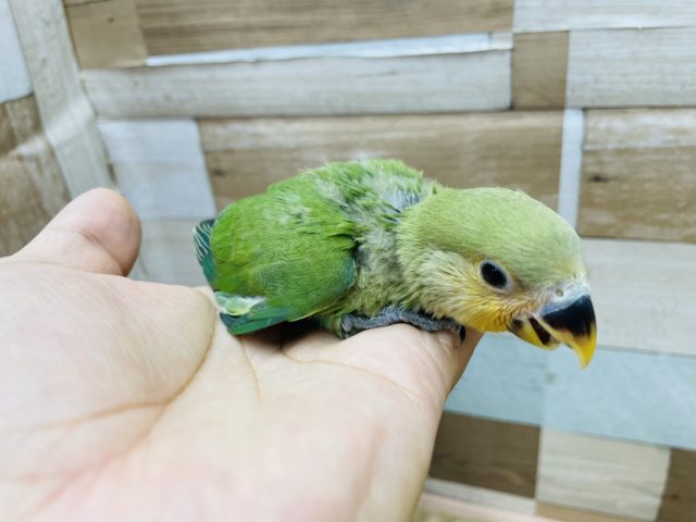 コザクラインコ（小桜インコ）