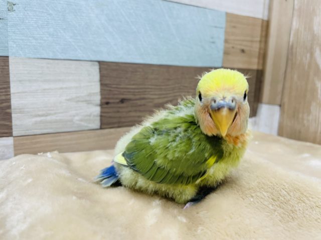 コザクラインコ（小桜インコ）