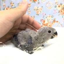 人気カラーのコザクラさん　10／27撮影